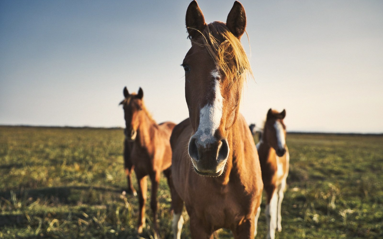 A brown horse with a white blaze faces the camera as two others stand behind in a field