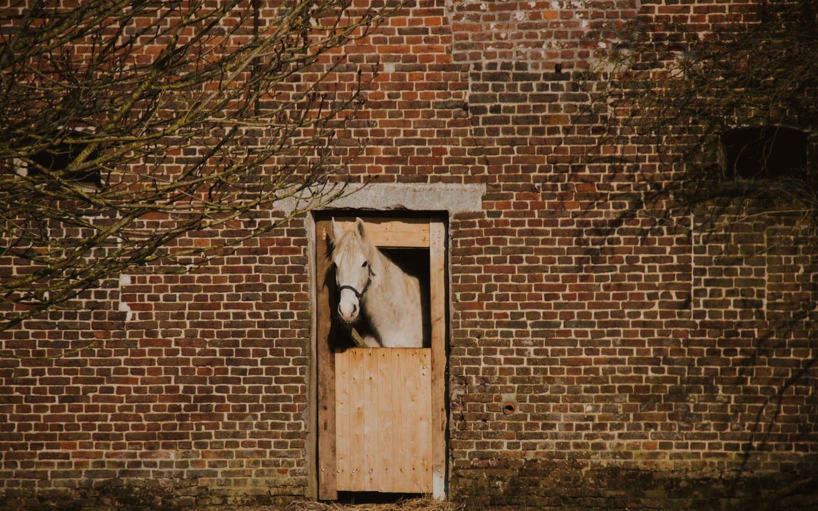 White horse peering out over a wooden stable door in a brick wall