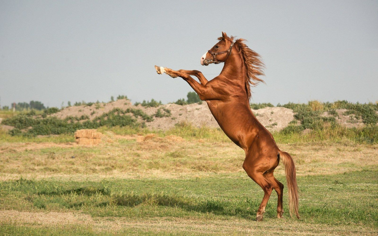 A chestnut horse rears up on its hind legs in an open grassy field